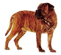 Bullmastiff