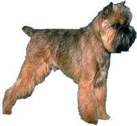Brussels Griffon