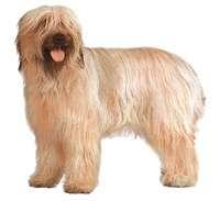 Briard