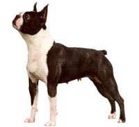 Boston Bull
