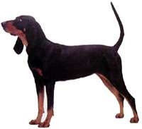 Black Tan Coonhound