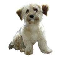 Bichon Yorkie