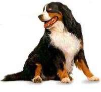 Bernese Mountain Dog