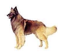Belgian Tervuren