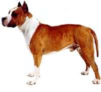 American Pitbull Terrier