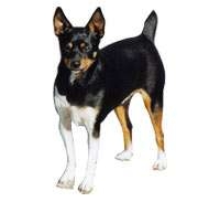 American Hairless Terrier