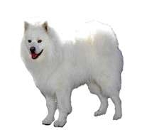 American Eskimo