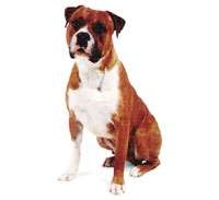 American Bulldog