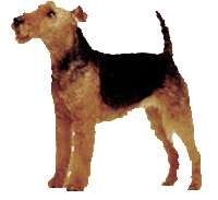Airdale Terrier