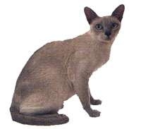 Tonkinese
