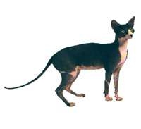 Sphynx