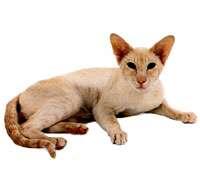 Siamese