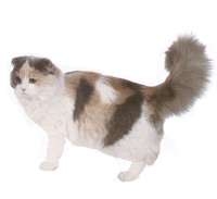 Scottish Fold Shorthair
