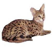 Savannah