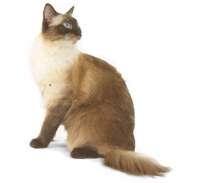 Ragdoll