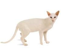 Oriental Shorthair