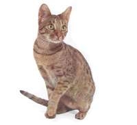 Ocicat
