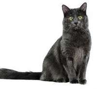Nebelung