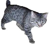 Mojave Spotted