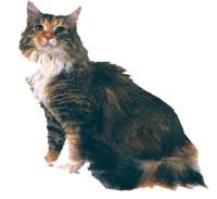 Maine Coon