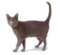 Korat