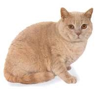 European Shorthair