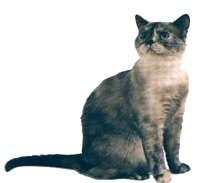 Color Point Shorthair