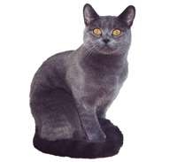 Chartreux