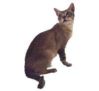 Burmilla