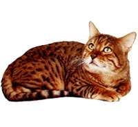 Bengal