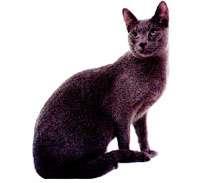 Russian Blue