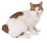 Japanese Bobtail