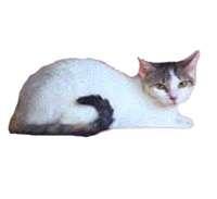 Brazilian Shorthair