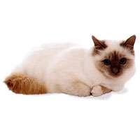 Birman