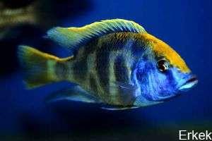 Nimbochromis Venustus