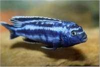 Melanochromis Johannii