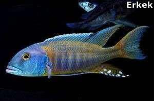 Buccochromis Lepturus