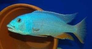 Aristochromis Christyi