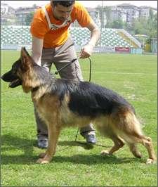 K-9  Eğitimi